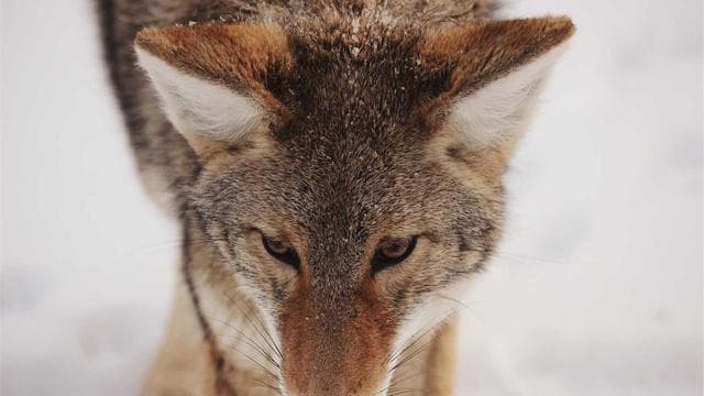 The Enchanted Temple